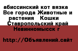 абиссинский кот вязка - Все города Животные и растения » Кошки   . Ставропольский край,Невинномысск г.